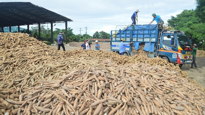 Cassava exports showing signs of recovery