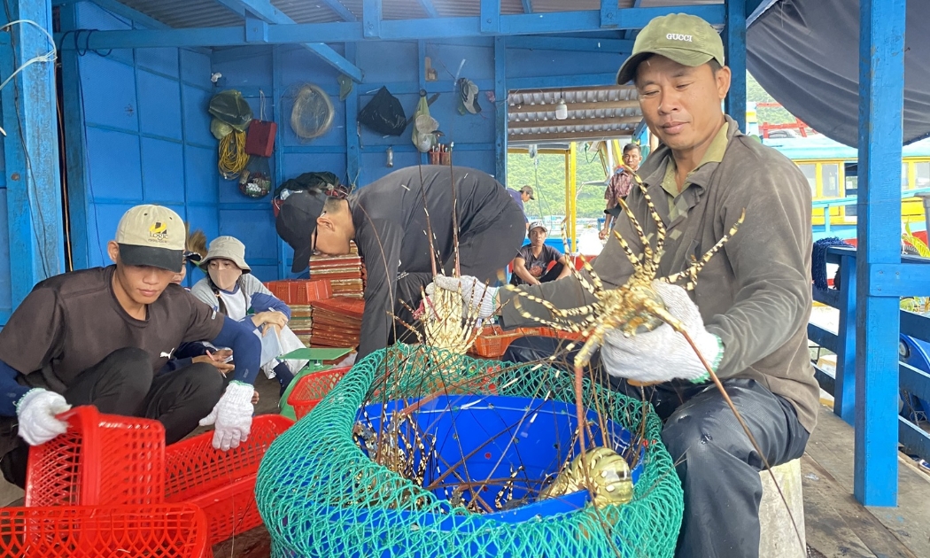 Người nuôi tôm hùm bông đang lao đao vì không tiêu thụ được sản phẩm.