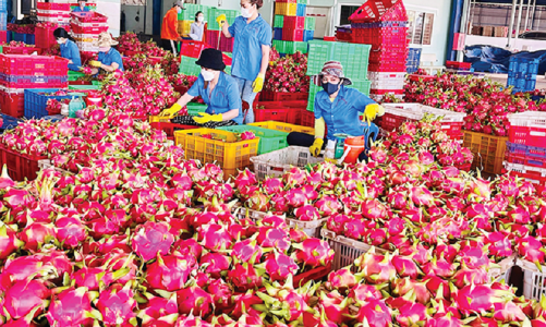 Thanh long chế biến khó tiêu thụ, vẫn chủ yếu xuất khẩu trái tươi