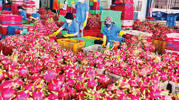 Thanh long chế biến khó tiêu thụ, vẫn chủ yếu xuất khẩu trái tươi