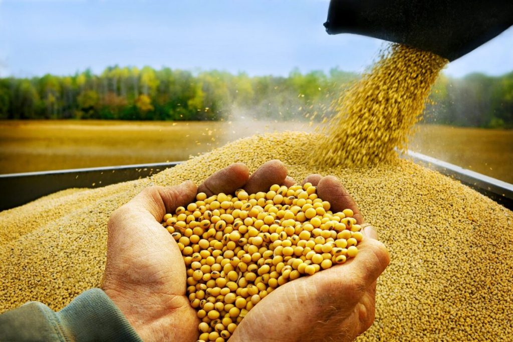 Việt Nam phải nhập khẩu 65% sản lượng khô dầu đậu tương để sản xuất thức ăn chăn nuôi.