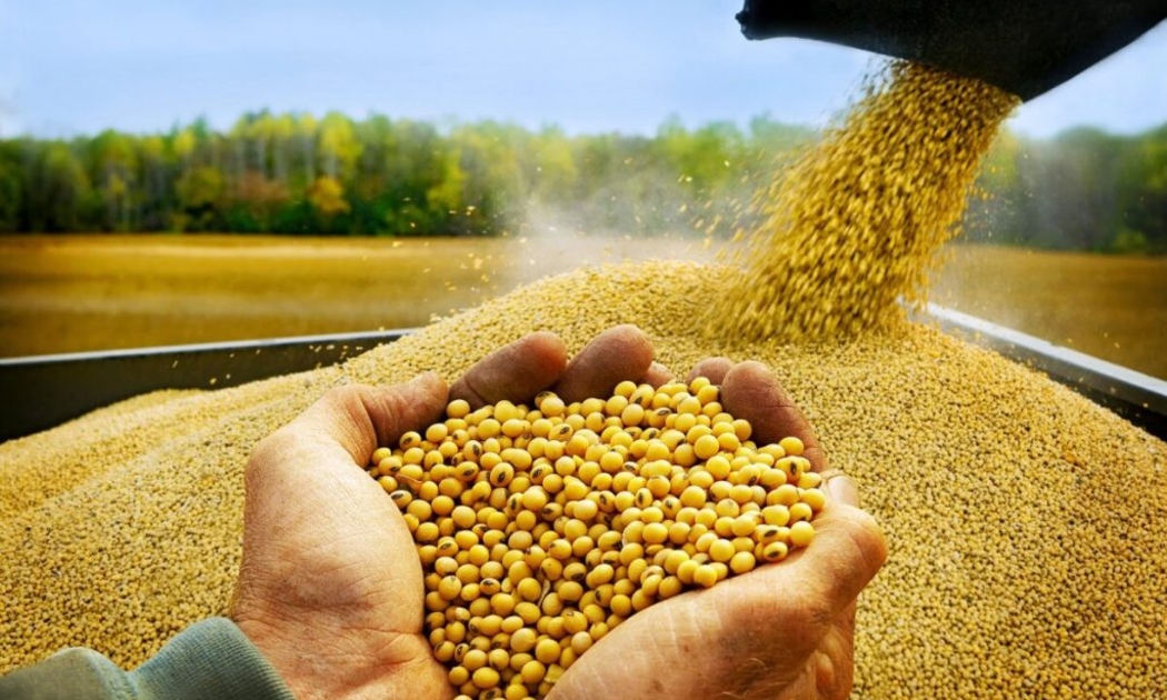 Việt Nam phải nhập khẩu 65% sản lượng khô dầu đậu tương để sản xuất thức ăn chăn nuôi.