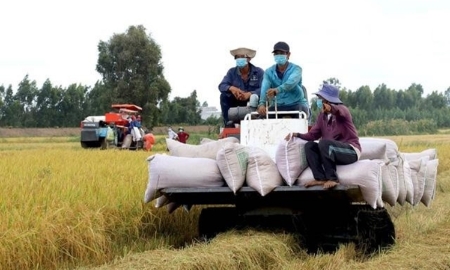 Ngành lúa gạo có nơi “nương tựa” mới