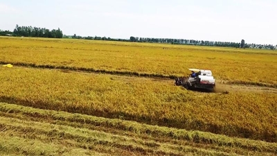 Vietnam to develop 1 million ha of low-carbon, high-quality rice by 2030