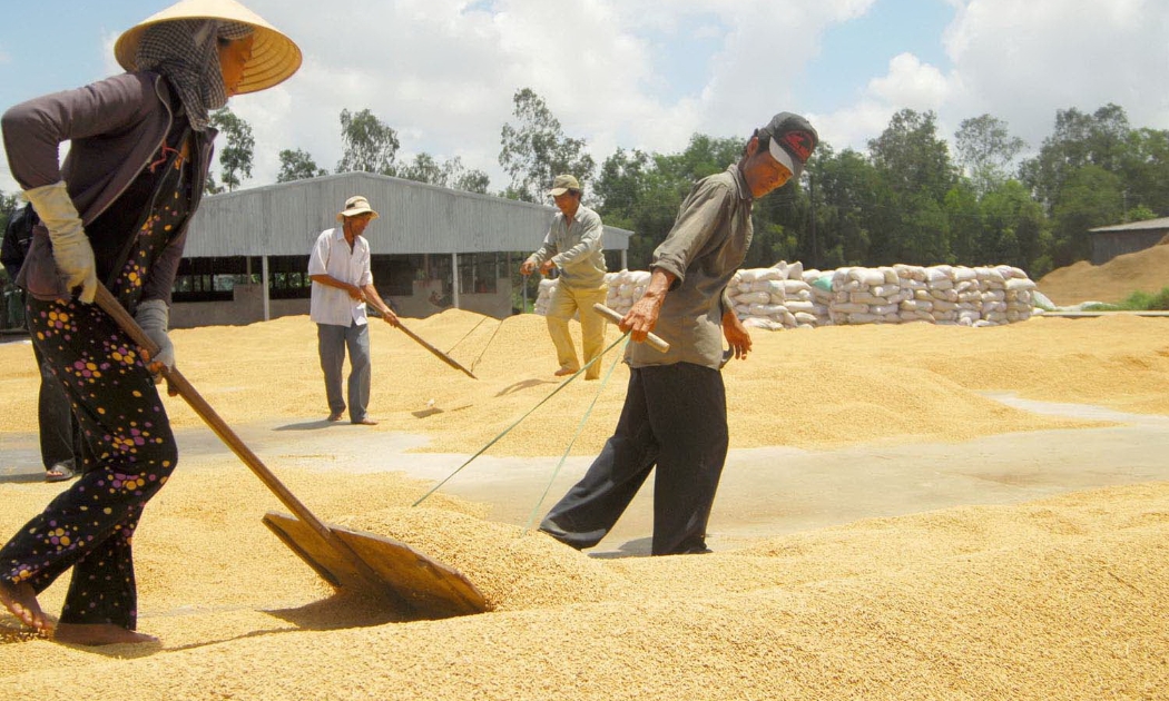 Việt Nam đang hướng tới trở thành quốc gia tiên phong trong sản xuất lúa chất lượng, giảm phát thải, phát triển theo hướng xanh và bền vững.