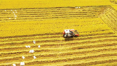Hau Giang set to host first international rice festival