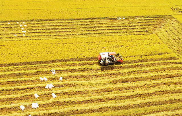 Hau Giang set to host first international rice festival