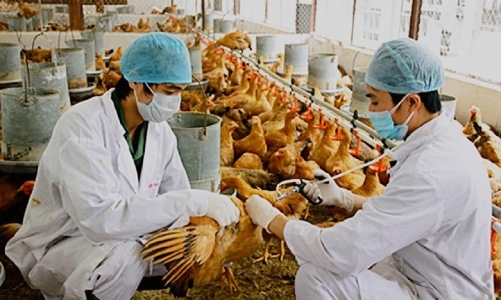 Từ 1/1/2026 sẽ cấm hoàn toàn dùng kháng sinh để phòng bệnh trong chăn nuôi