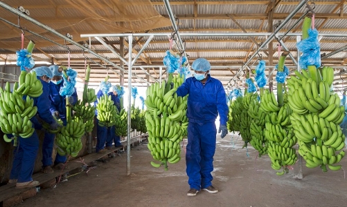 Lỗ lũy kế lên đến 7.450 tỷ đồng, HNG đóng cửa chi nhánh chế biến hoa quả