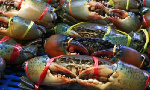 Nhật Bản là quốc gia duy nhất liên tục tăng nhập khẩu cua ghẹ từ Việt Nam