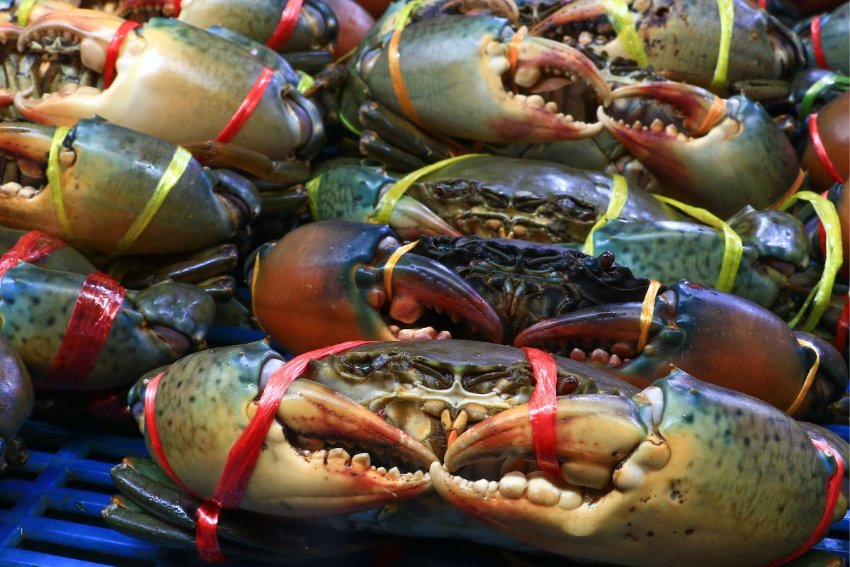 Xuất khẩu cua ghẹ đang dần khởi sắc trong những tháng cuối năm - Ảnh minh hoạ.