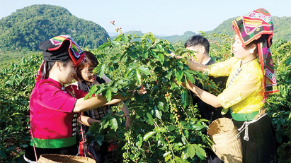 Coffee exports down in November