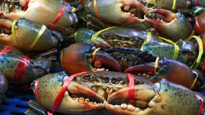 Crab exports to key markets on the rise