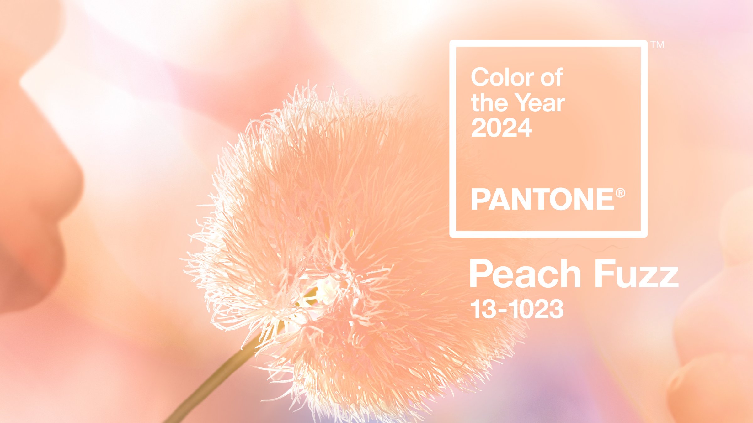 Màu của năm 2024 màu hồng cam đào của lòng trắc ẩn Vietnam Economic