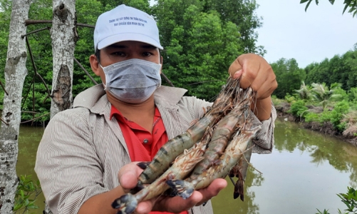 Cà Mau dẫn đầu cả nước về xuất khẩu tôm