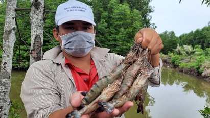 Ca Mau leads in shrimp exports