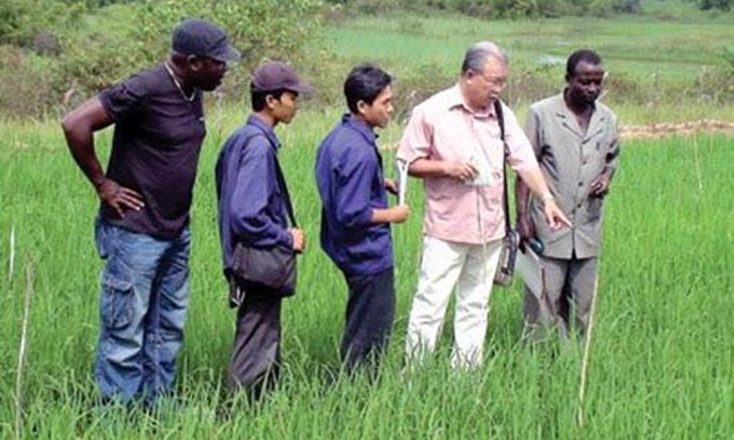 Chuyên gia Việt Nam hướng dẫn kỹ thuật sản xuất lúa tại châu Phi.