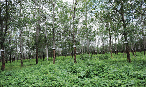 Hãy phát triển kinh tế rừng, thay vì phá rừng làm kinh tế