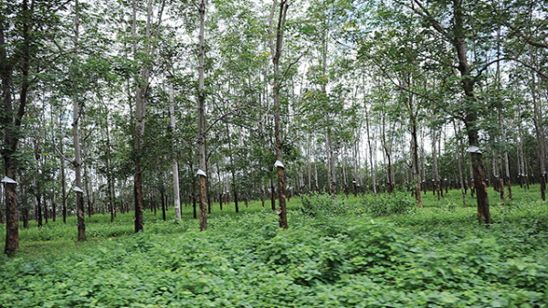 Hãy phát triển kinh tế rừng, thay vì phá rừng làm kinh tế