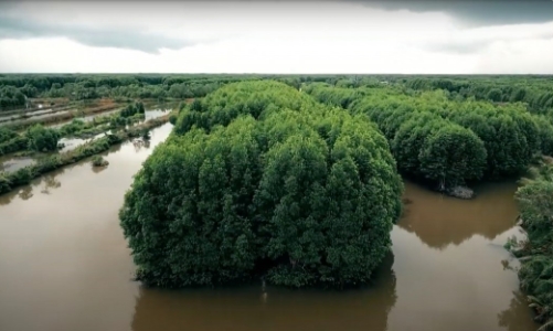 Cà Mau phát huy tối đa thế mạnh ngành nuôi tôm