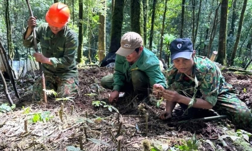 Phát triển vùng cây dược liệu: Hướng đi mới trong phát triển kinh tế  và thoát nghèo 