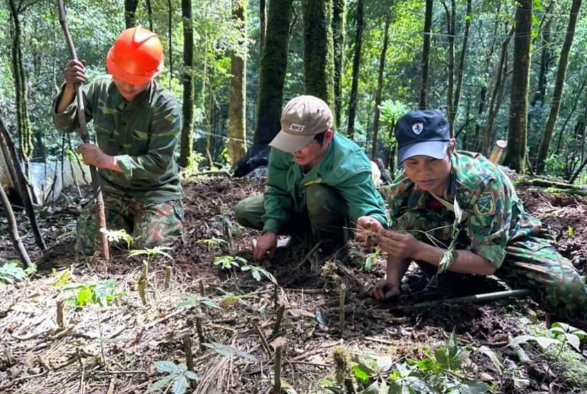 Người trồng sâm Ngọc Linh. Ảnh - Tuấn Dũng.
