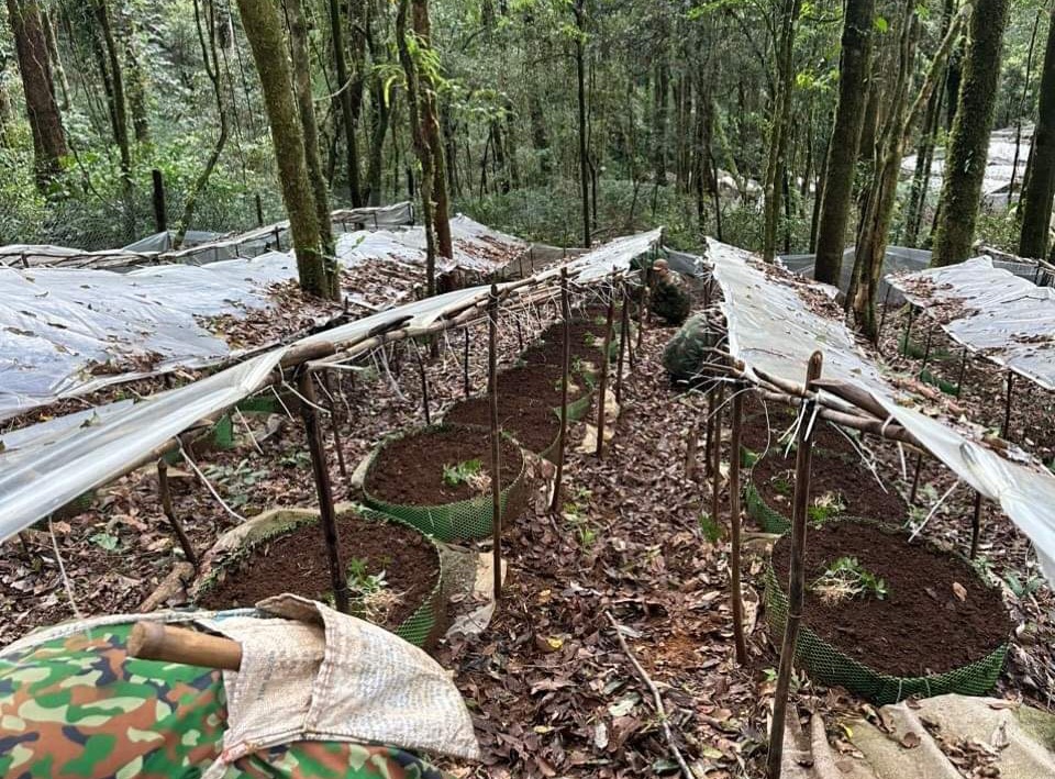 S&acirc;m Ngọc Linh được trồng dưới những t&aacute;n rừng xanh mướt. Ảnh - Tuấn Dũng.