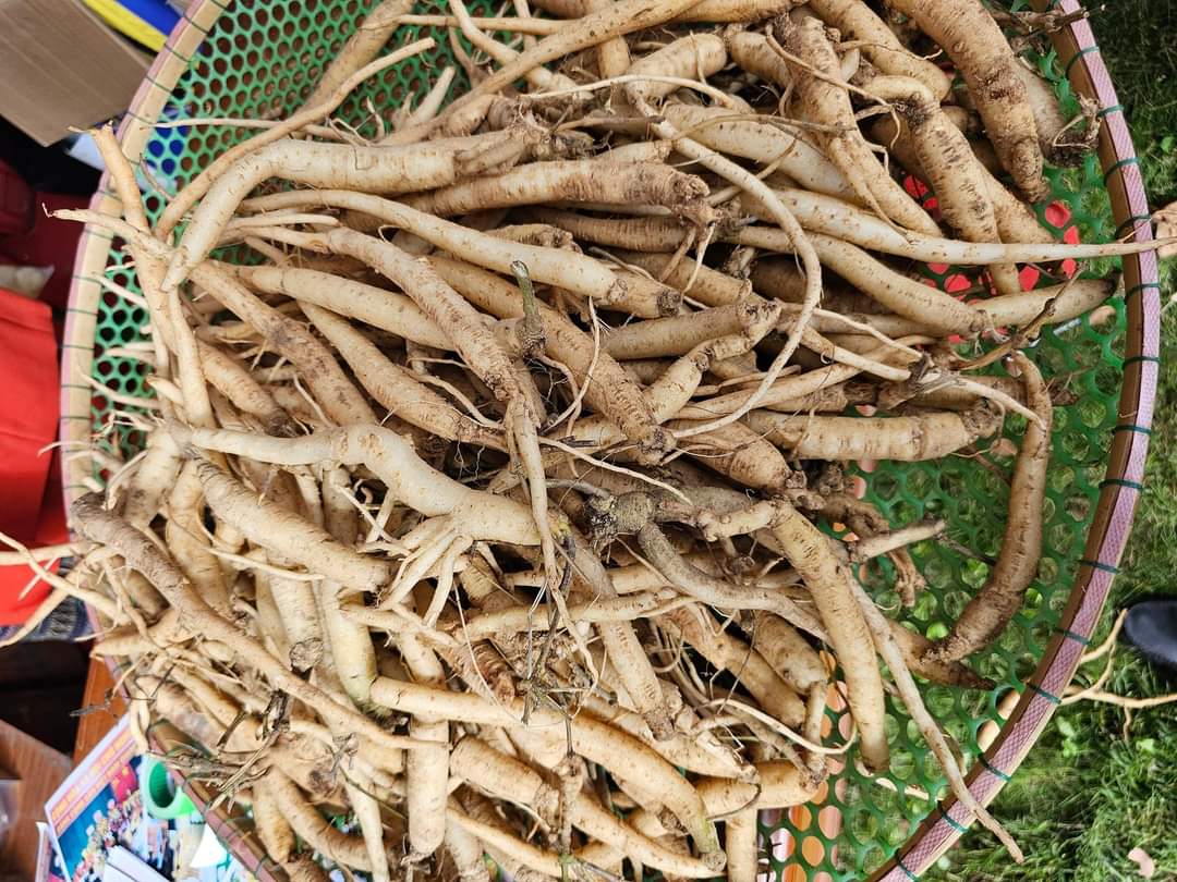 Củ Sâm Ngọc Linh. Ảnh - Tuấn Dũng.