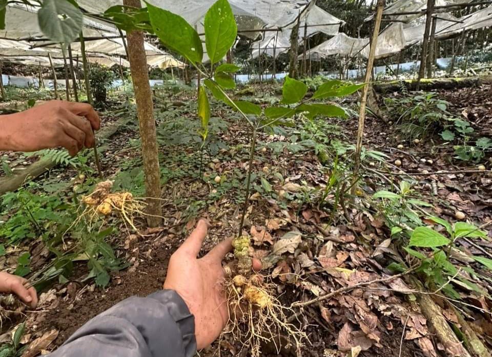 S&acirc;m Ngọc Linh c&oacute; gi&aacute; trị kinh tế cao. Ảnh - Tuấn Dũng.