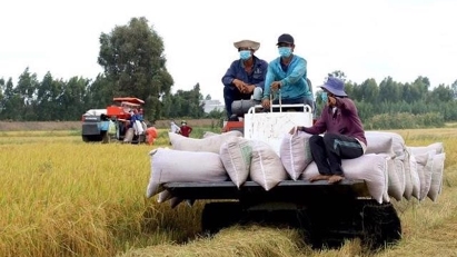 Rice exports expected to hit $5bln this year