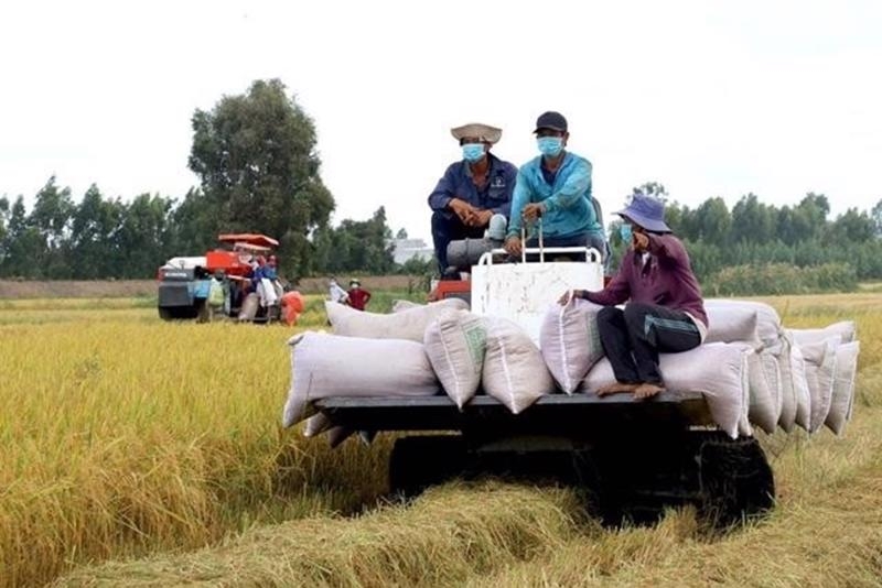 Rice exports expected to hit $5bln this year