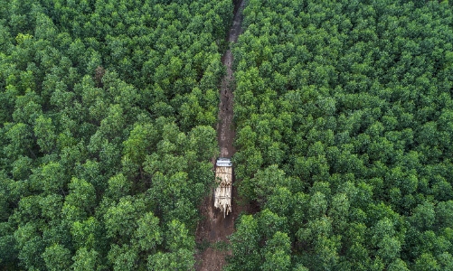 Quảng Bình chi trả 80 tỉ đồng tiền bán tín chỉ carbon cho các chủ rừng