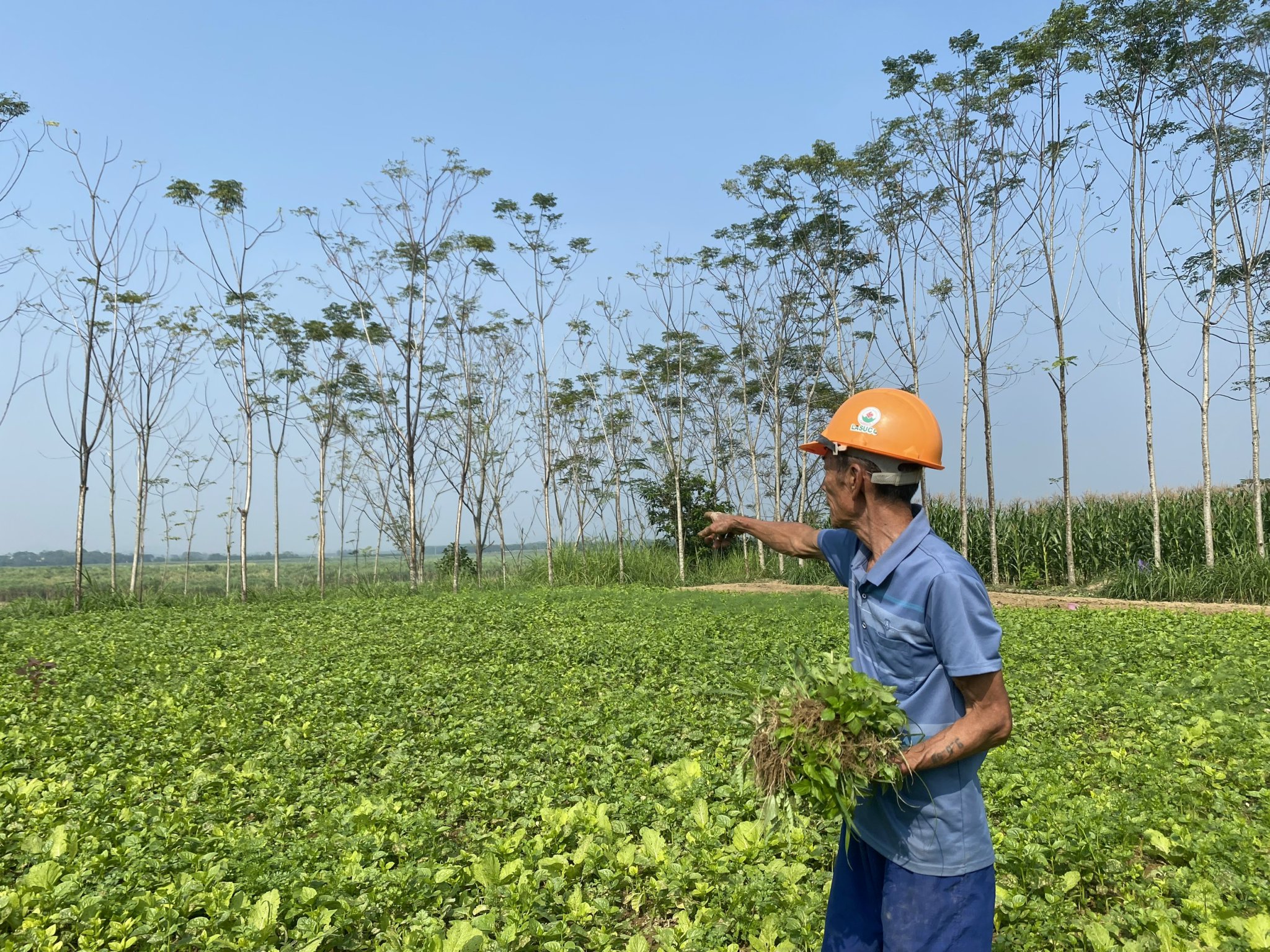 Ông Đỗ Bá Cường rầu rĩ khi nhiều diện tích đất hoa màu của gia đình bên bờ sông Chu bị sạt lở nghiêm trọng