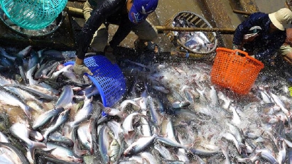 Tra fish industry targets 2024 exports of $2bln
