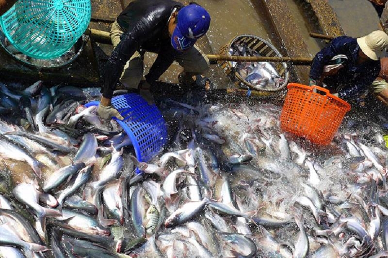 Tra fish industry targets 2024 exports of $2bln
