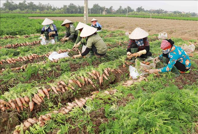 Thu hoạch c&agrave; rốt tại huyện Cẩm Gi&agrave;ng.