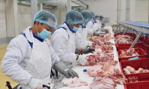 Xuất khẩu sản phẩm chăn nuôi năm 2023 đạt hơn 430 triệu USD