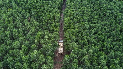 Quang Binh earns $3.38mln from emissions reductions in 2023