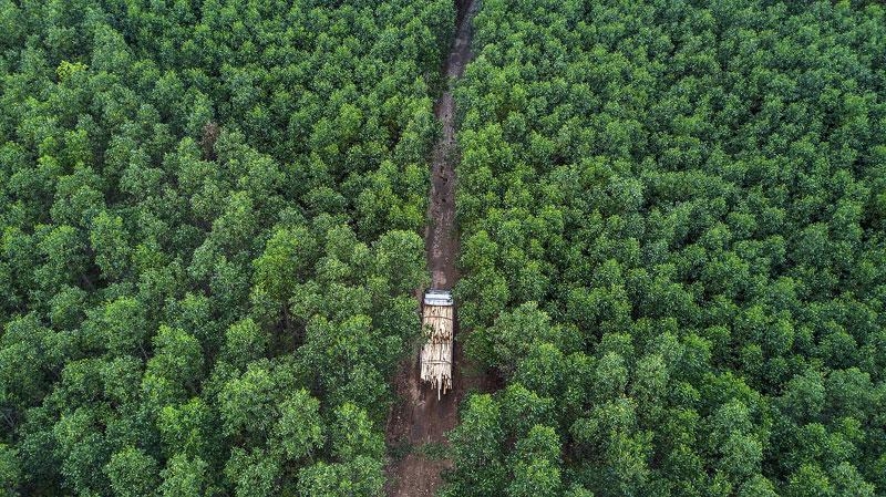 Quang Binh earns $3.38mln from emissions reductions in 2023