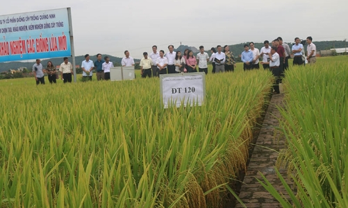 Luật trồng trọt bộc lộ nhiều bất cập, doanh nghiệp sản xuất kinh doanh giống bức xúc