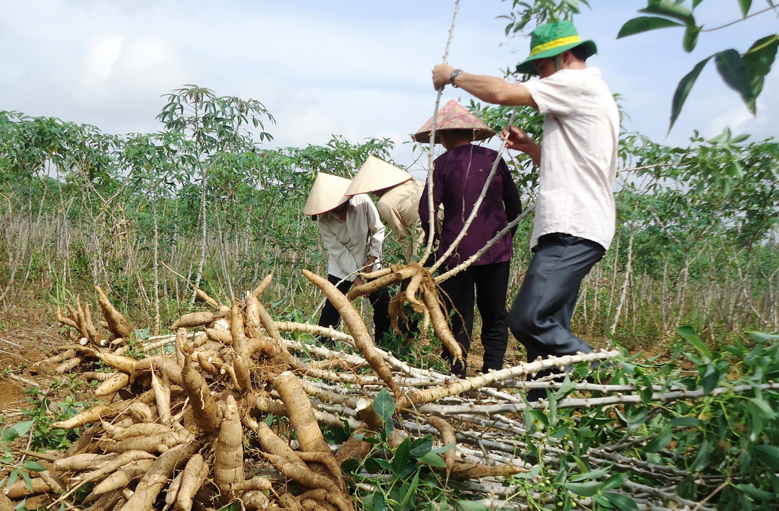 Hồ sơ hoàn thuế mặt hàng tinh bột sắn xuất khẩu qua biên mậu thời gian qua gặp nhiều vướng mắc.