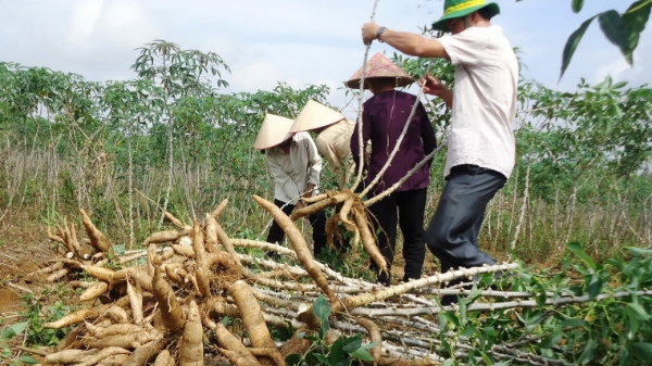 Cuối năm doanh nghiệp vẫn mòn mỏi xin hoàn thuế