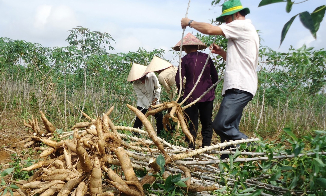 Hồ sơ hoàn thuế mặt hàng tinh bột sắn xuất khẩu qua biên mậu thời gian qua gặp nhiều vướng mắc.