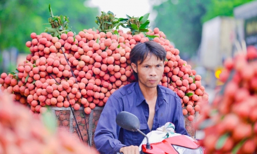 Bắc Giang sẵn sàng để vải thiều chinh phục thị trường Trung Quốc trong năm 2024