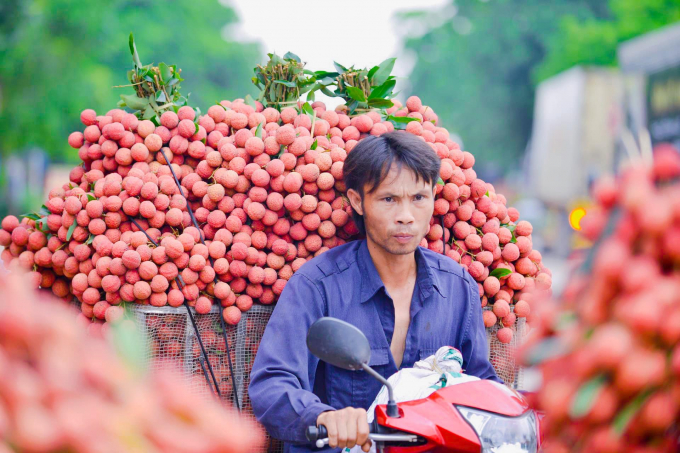 Vải thiều Bắc Giang đang rất được ưa chuộng tại Trung Quốc.