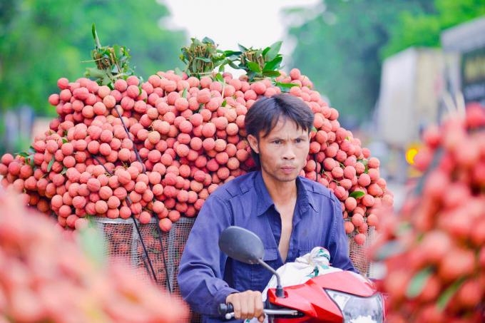 Bac Giang plans 165,000 tons of lychees for export in 2024