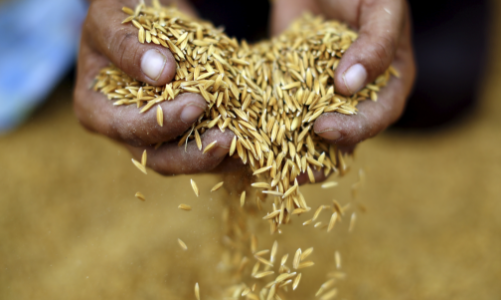 Giá gạo thế giới lập đỉnh 15 năm, bức tranh lương thực toàn cầu gây lo ngại