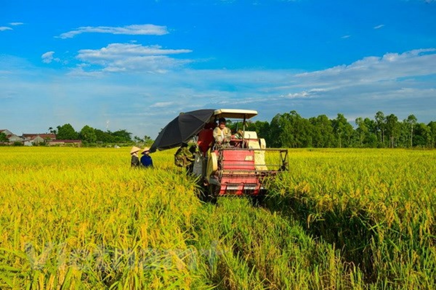 Sản lượng lúa năm 2023 đáp ứng nhu cầu tiêu dùng trong nước, đảm bảo an ninh lương thực, phục vụ chế biến và xuất khẩu.