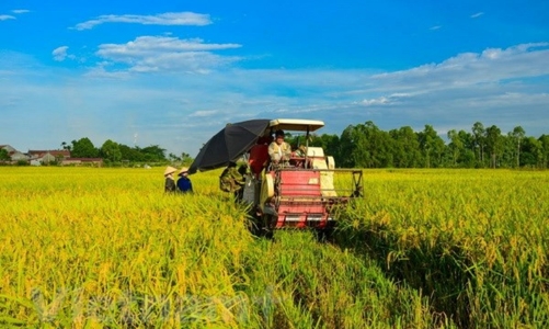 Nông nghiệp năm 2023: Thủy sản nuôi trồng tăng khá, sản lượng lúa lập kỷ lục 43,5 triệu tấn