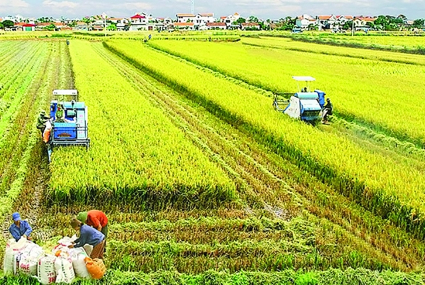 Ngành lúa gạo lập kỷ lục xuất khẩu 4,78 tỷ USD
